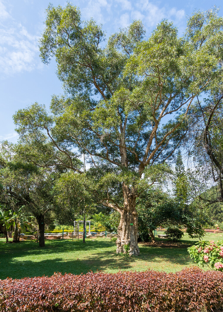 India 2014 - Bangalore 020.jpg